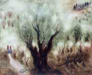 Оливковые деревья в Галилее